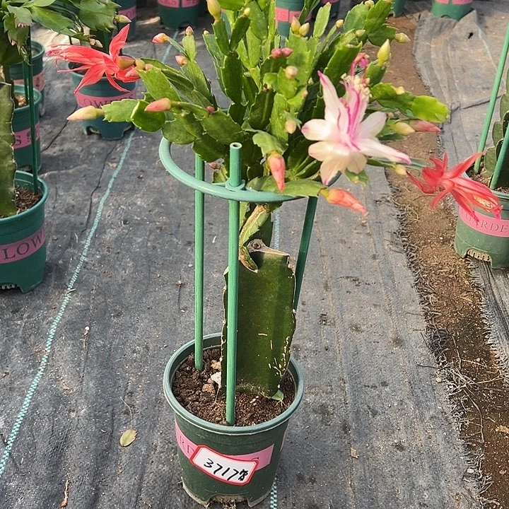 曾***姐双色蟹爪兰尾号3717