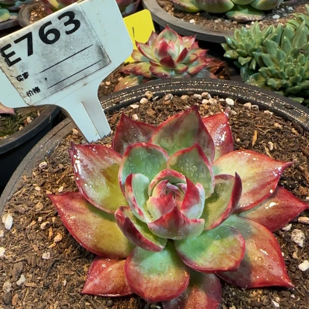 惊鸿一物一拍包装收缩花旱763