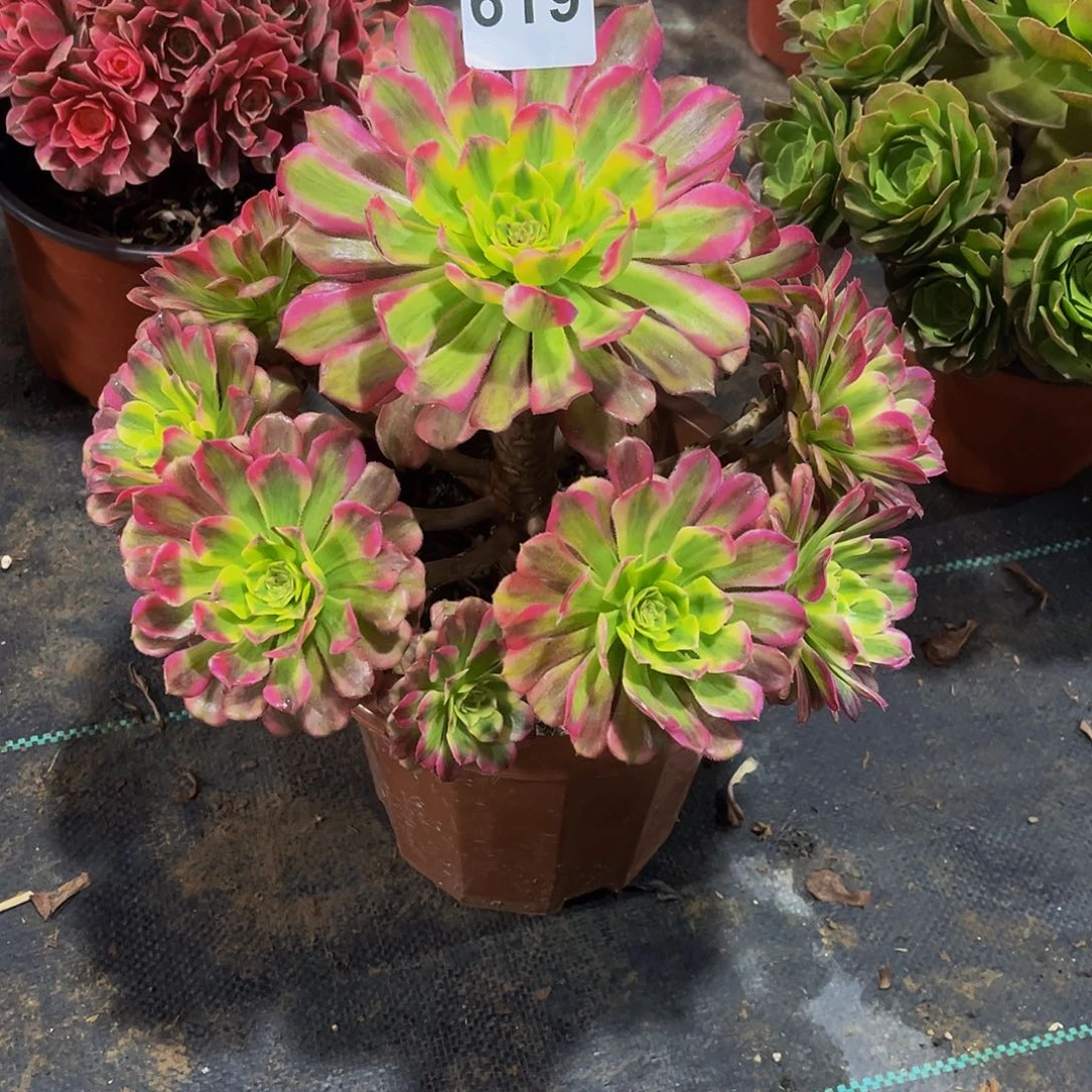 C***h多肉植物一物一拍619