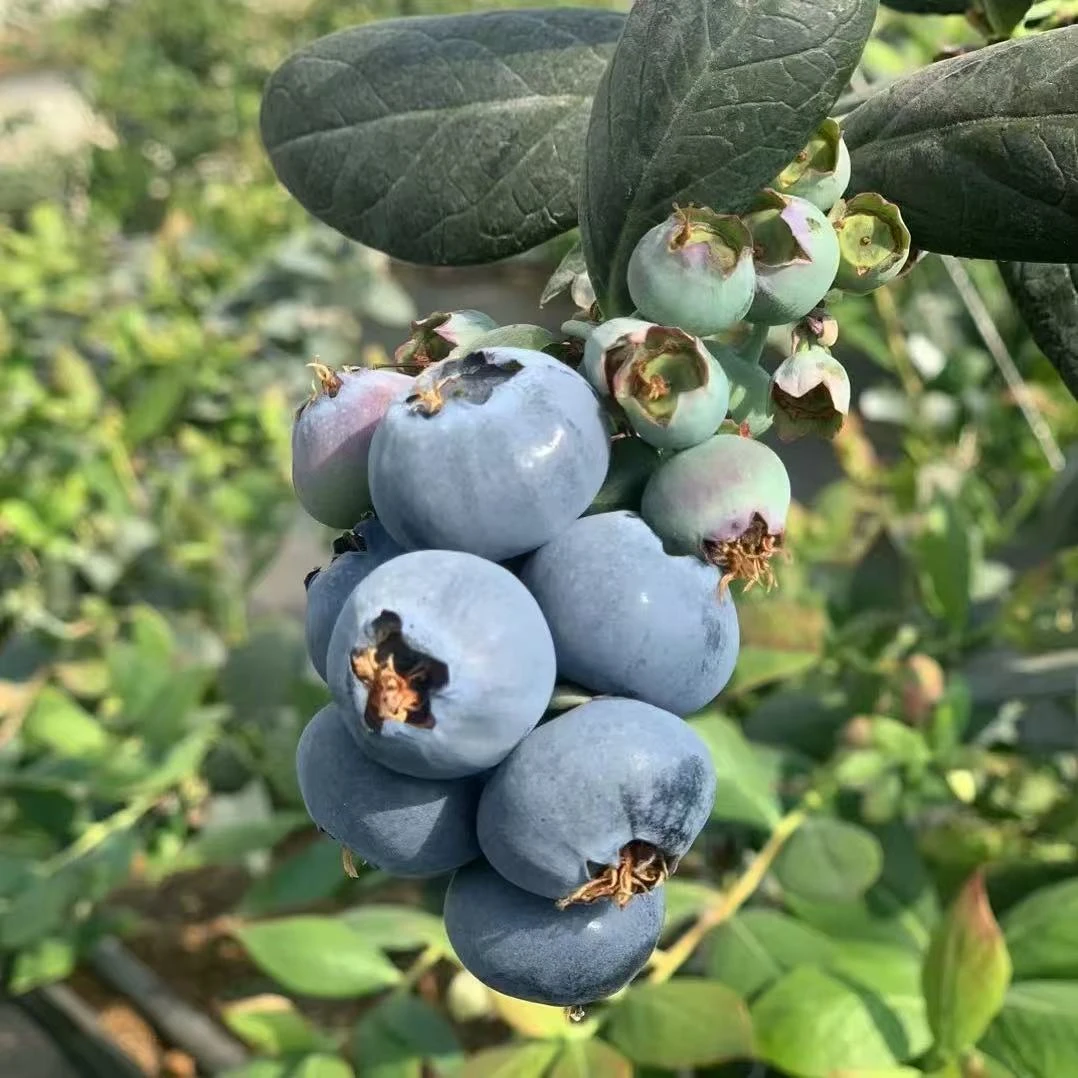 安【花香蓝莓大果】12mm-15mm 现摘现发 酸甜可口100g/盒 顺丰发货