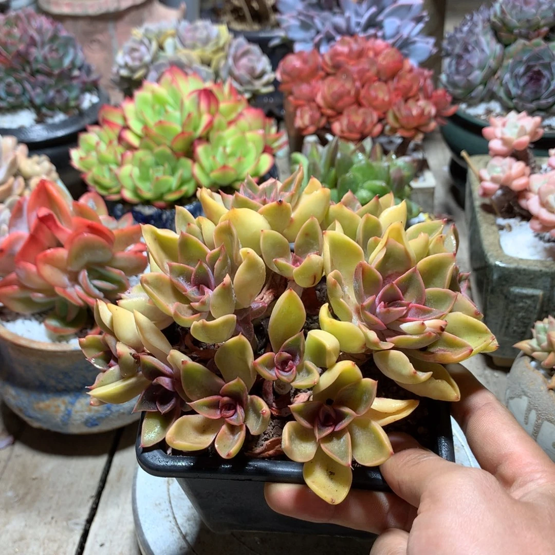 紫气多肉植物hanni