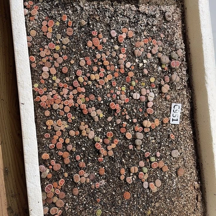 951生石花整框脱土发货不售后