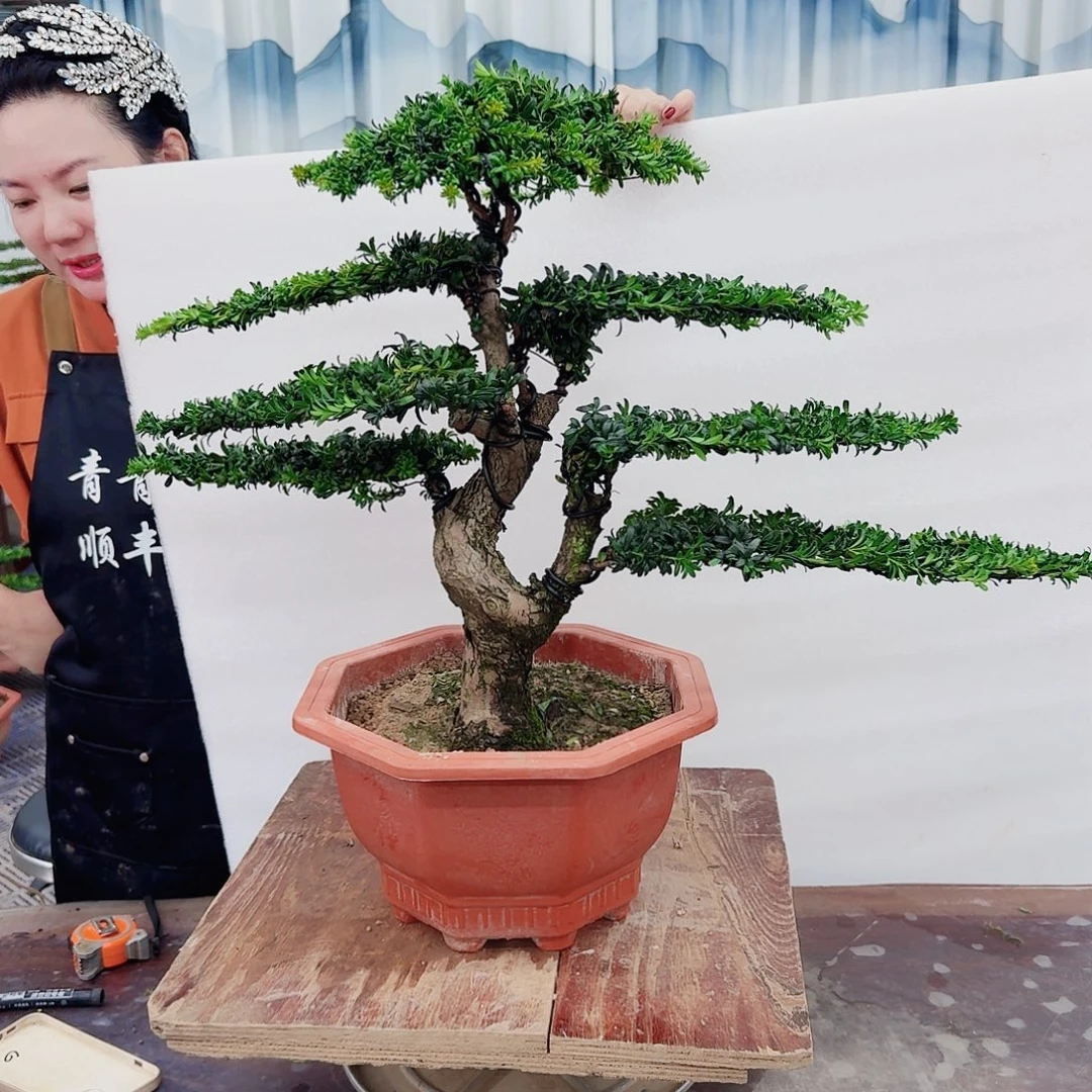 无花朵罗汉松一物一拍888
