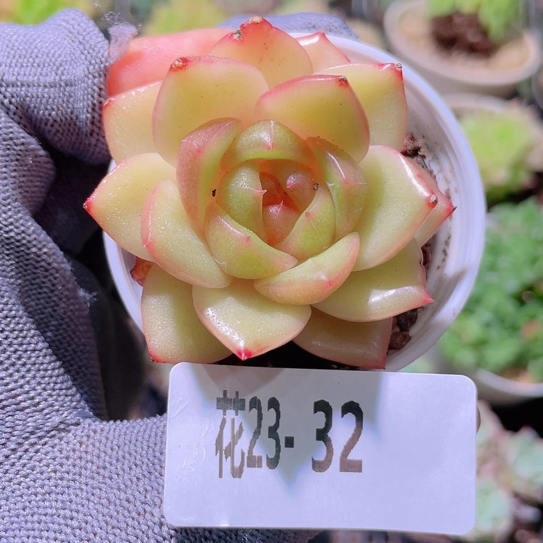 花利美23-32新品