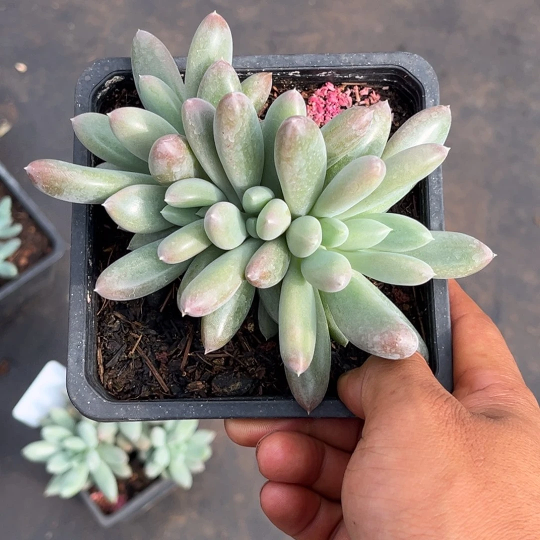 瀚***长彩体哥特多肉植物