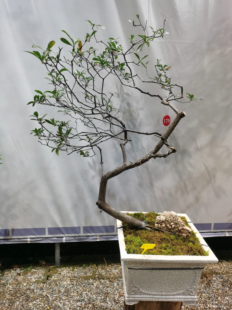 海岛春花栀子花一物一拍