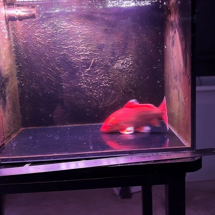 蝴蝶鲤鱼13号蝴蝶鲤