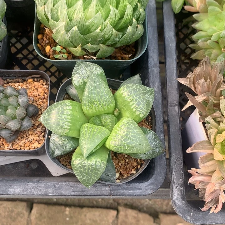 让***行实生寿一物一拍带盆