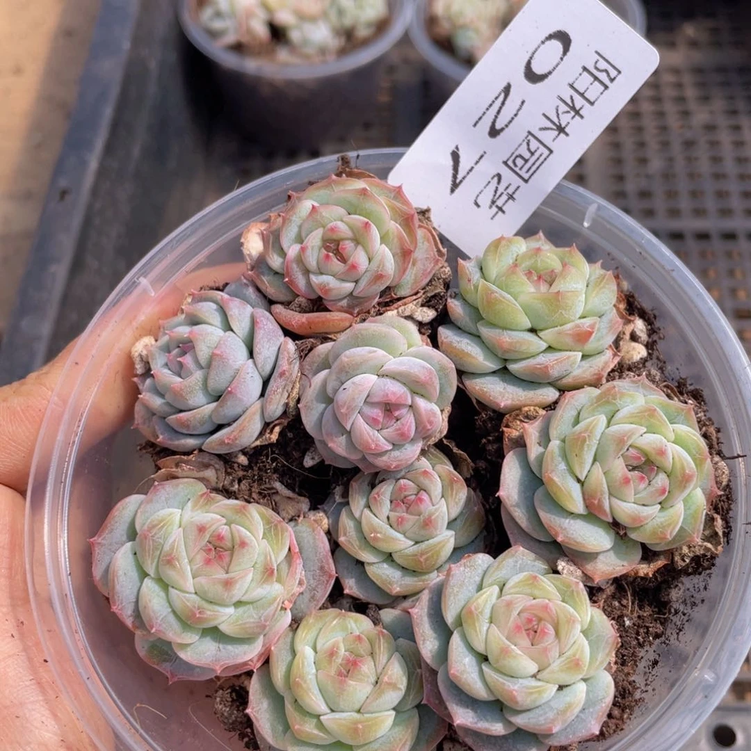 多肉植物多肉植物27