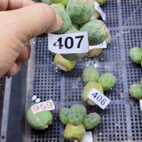 407 习志野一物一图如图