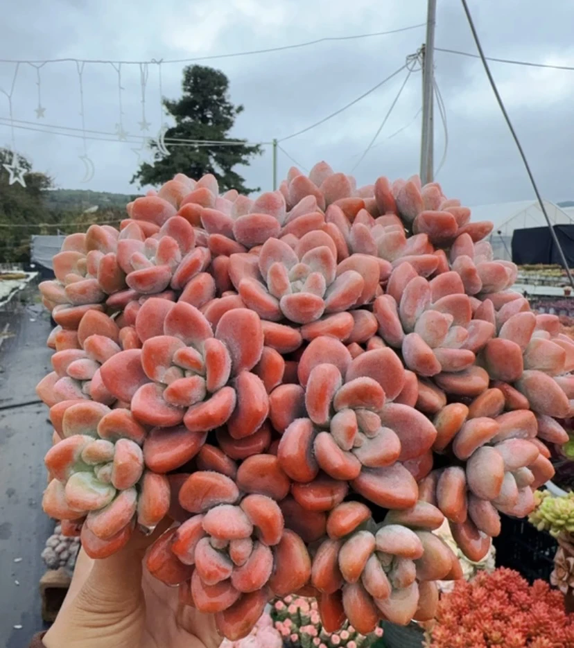 K玉缀+洛神 新手好养，颜值高10-12带盆带土，云南基地发货