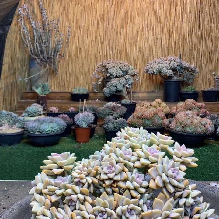 小***冻237号淡雪 多肉植物