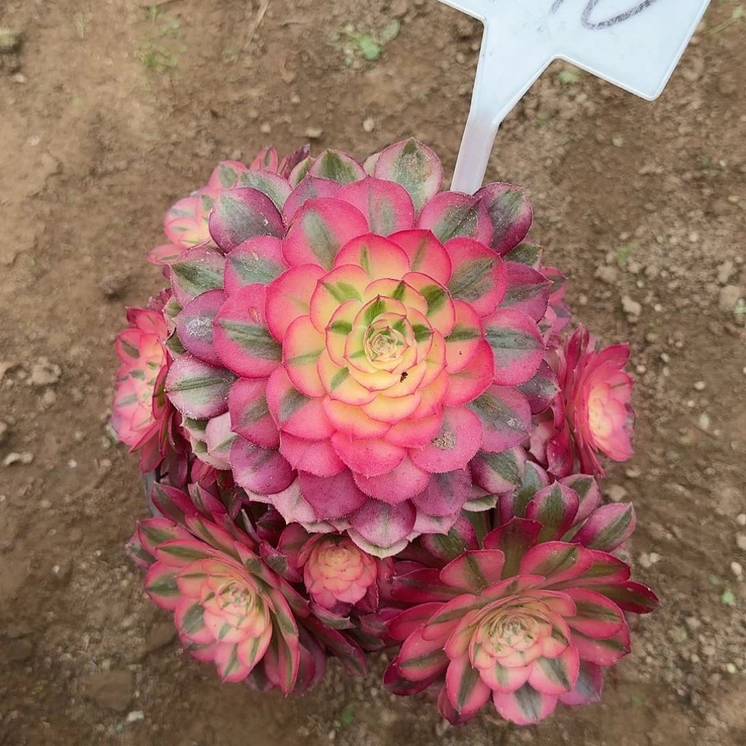 4170荔枝多肉法师多肉