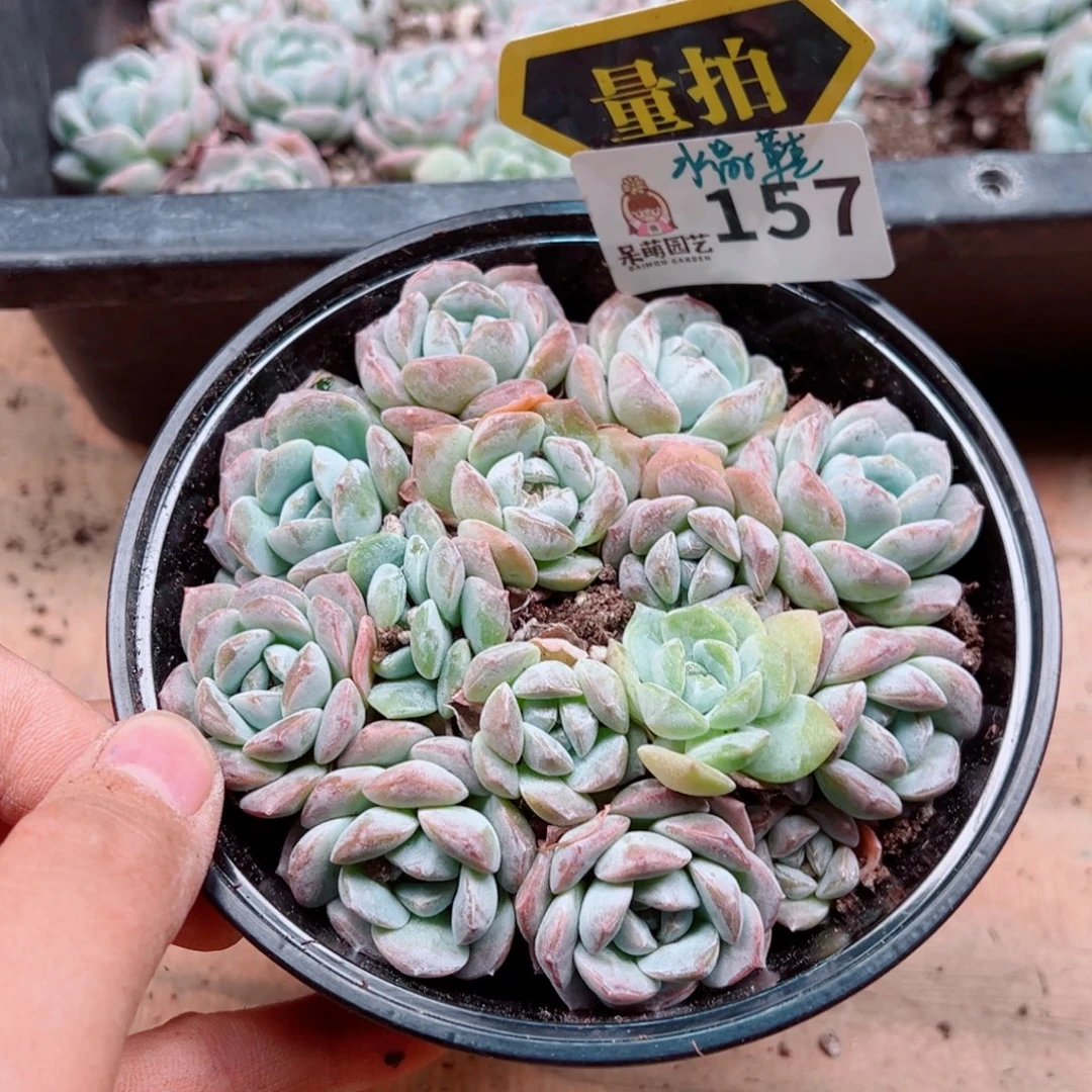 多肉植物多肉植物