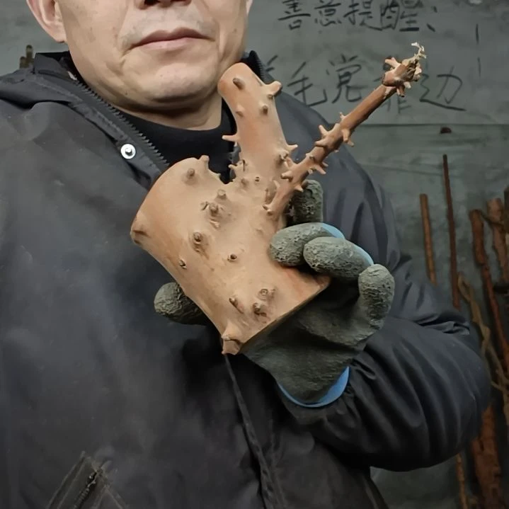 稳定木用****3贵州檬子木   铁马鞭   根艺  半成品
