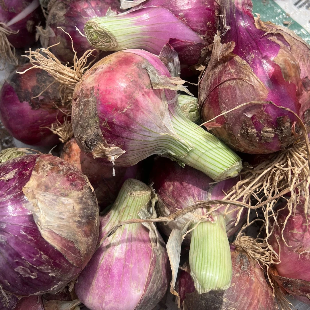 【包邮】山东农家自种新鲜当季美味紫皮洋葱