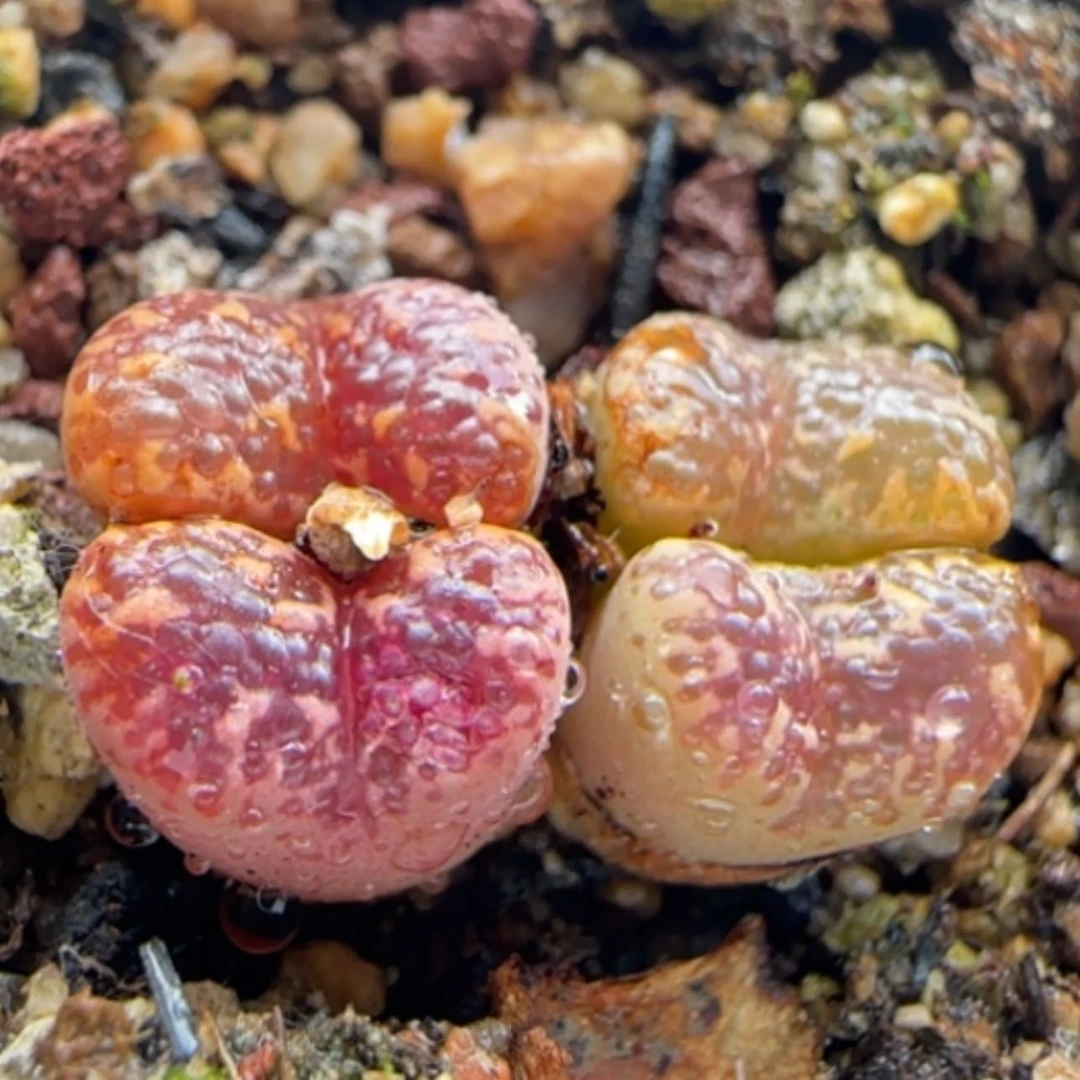 【闪购商品】13531