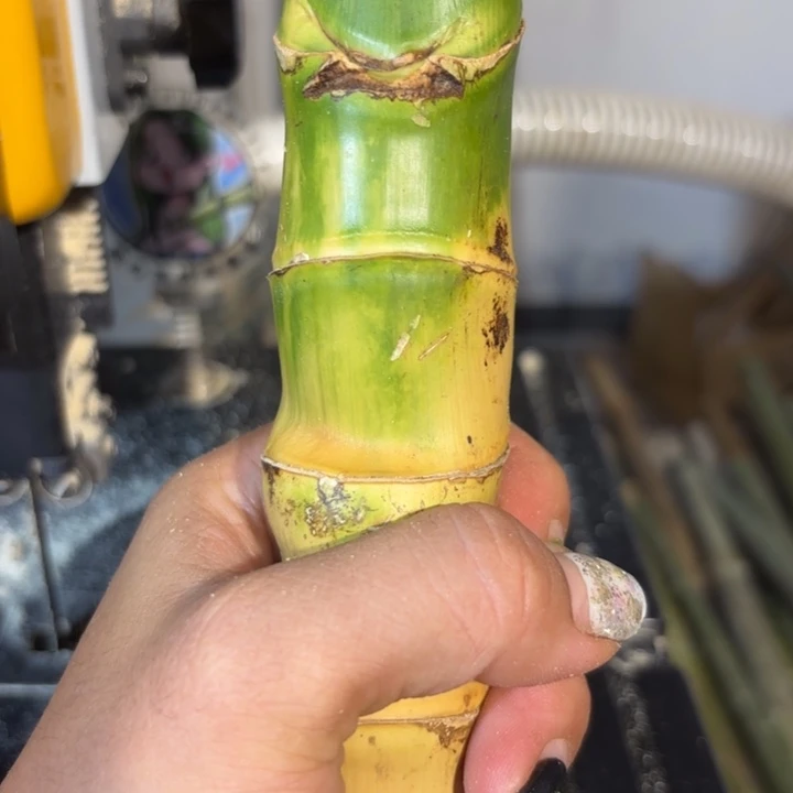 林***青实心竹竹竹竹竹竹竹竹竹竹竹