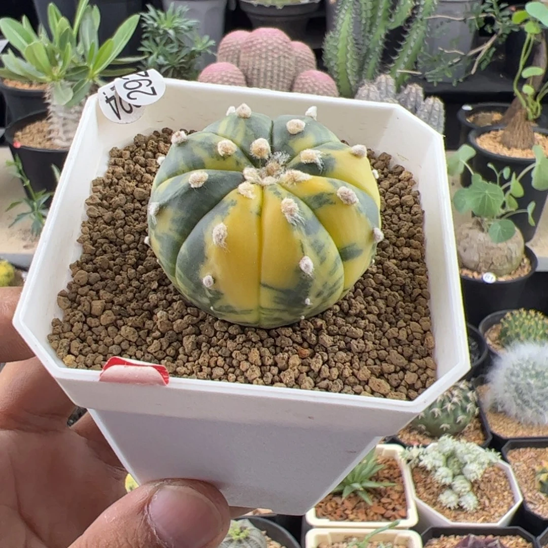 兜锦实生4一物一拍带盆发