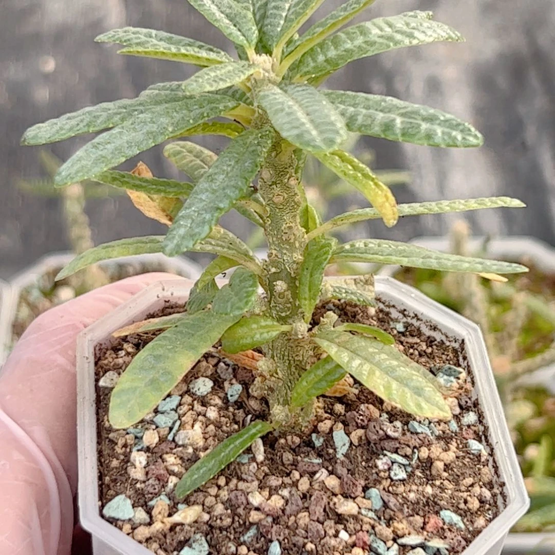 泡泡叶琉桑麒麟