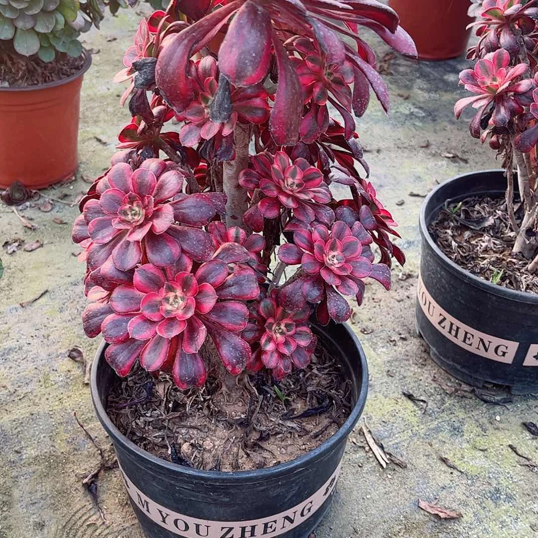 多肉植物331多肉