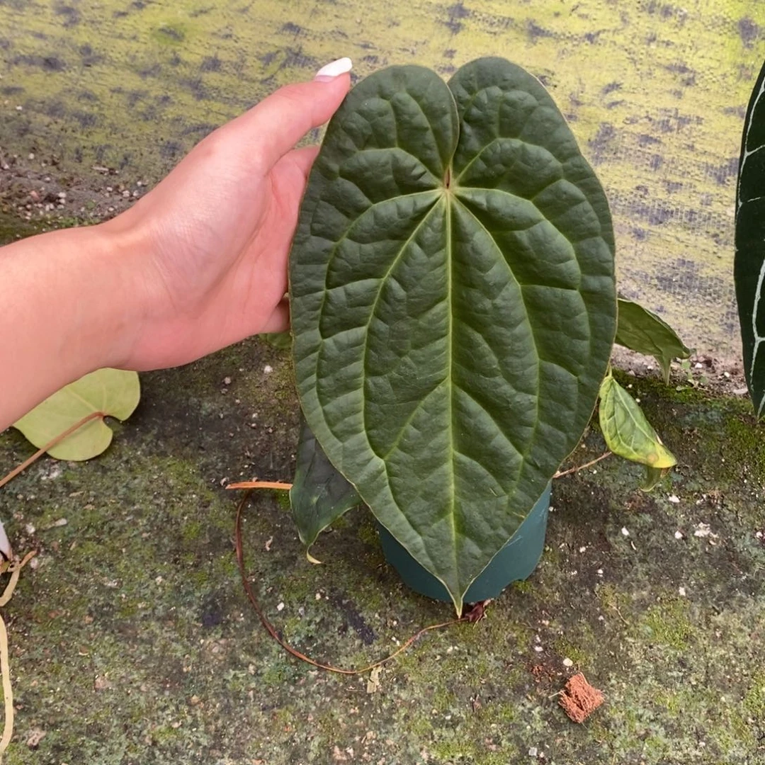 不开花植物papi杂奢华