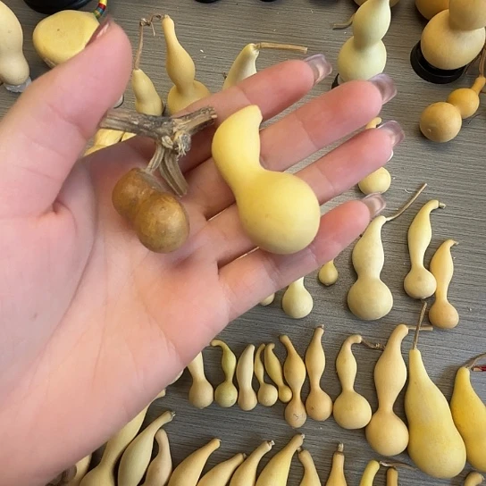精品高货小肥猪123