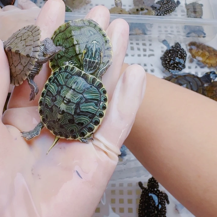 晚****母绿毛龟22222222222