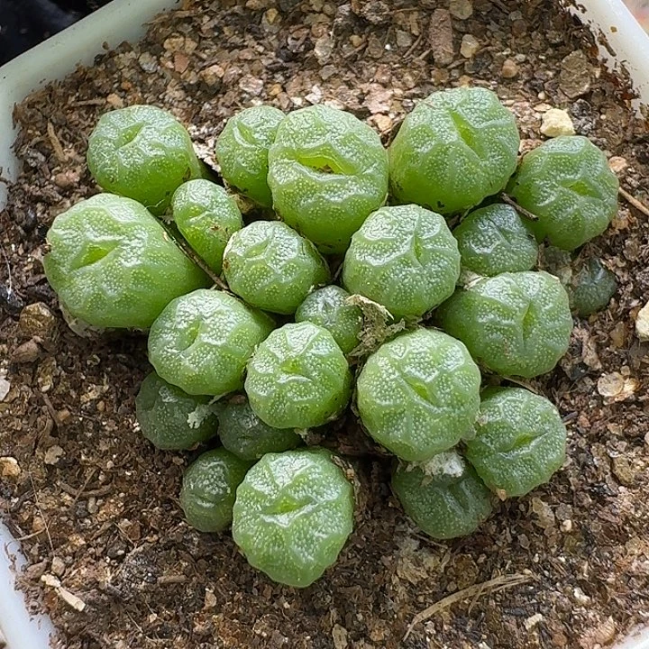 生石花1111111。   251