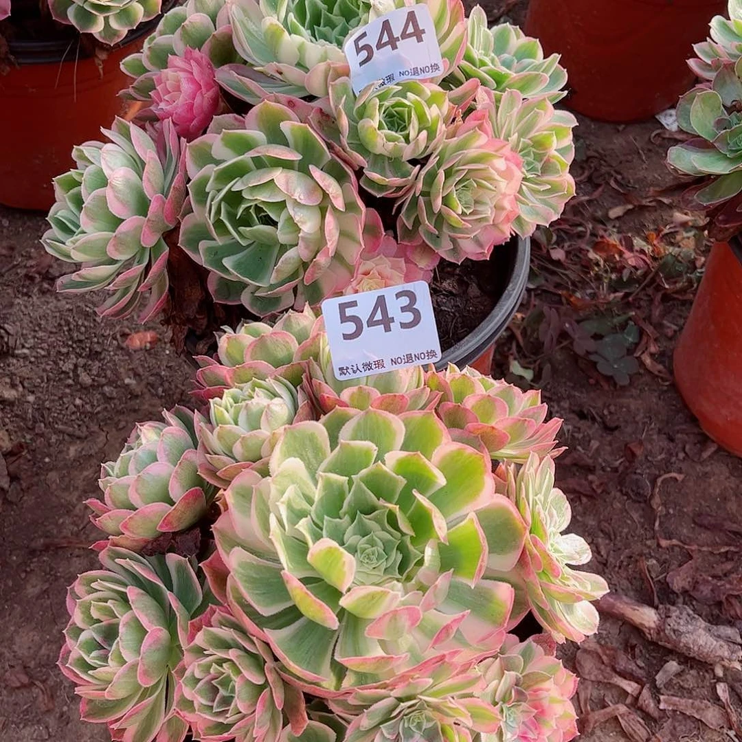 无花朵多肉植物组合543
