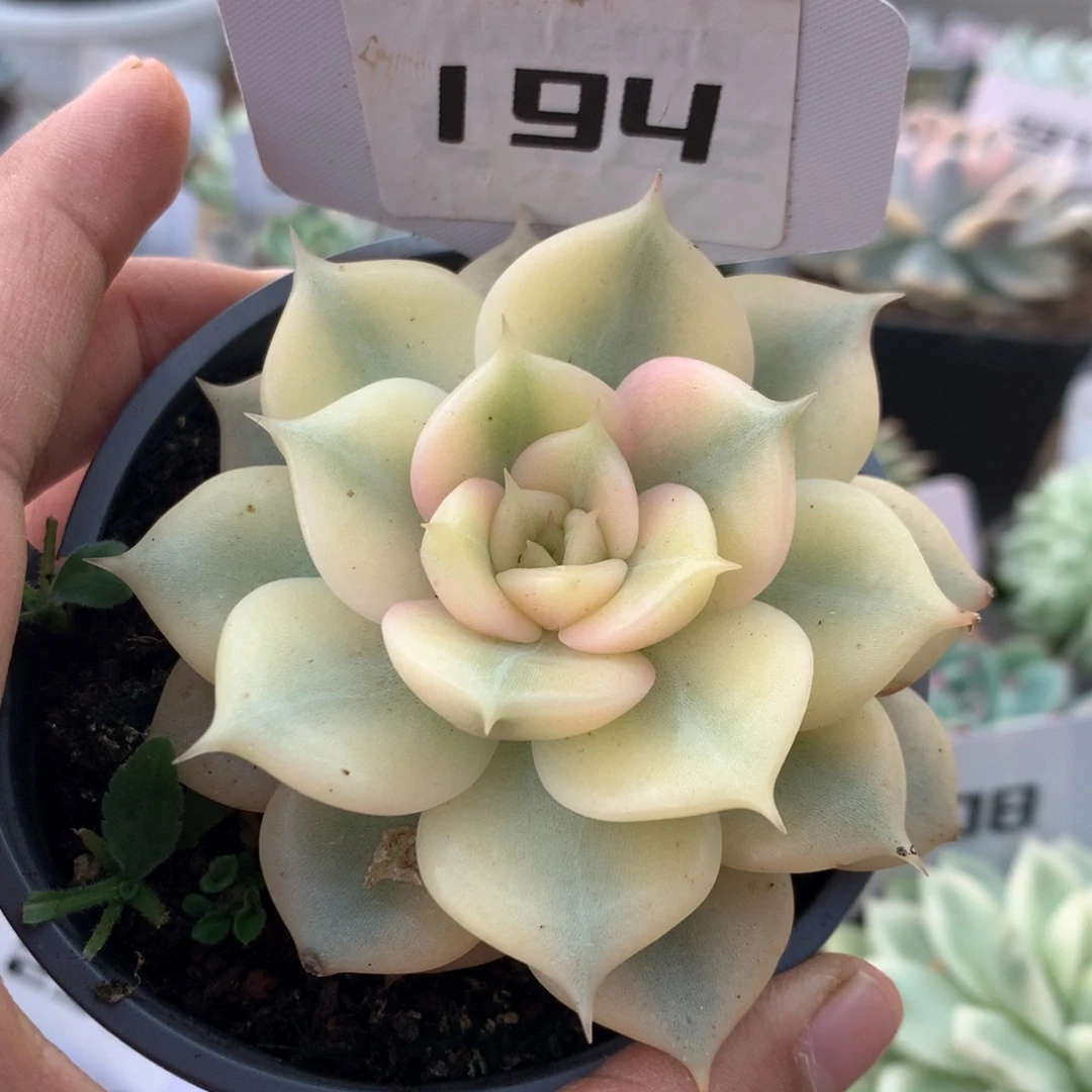 194微瑕疵贝加尔湖覆轮