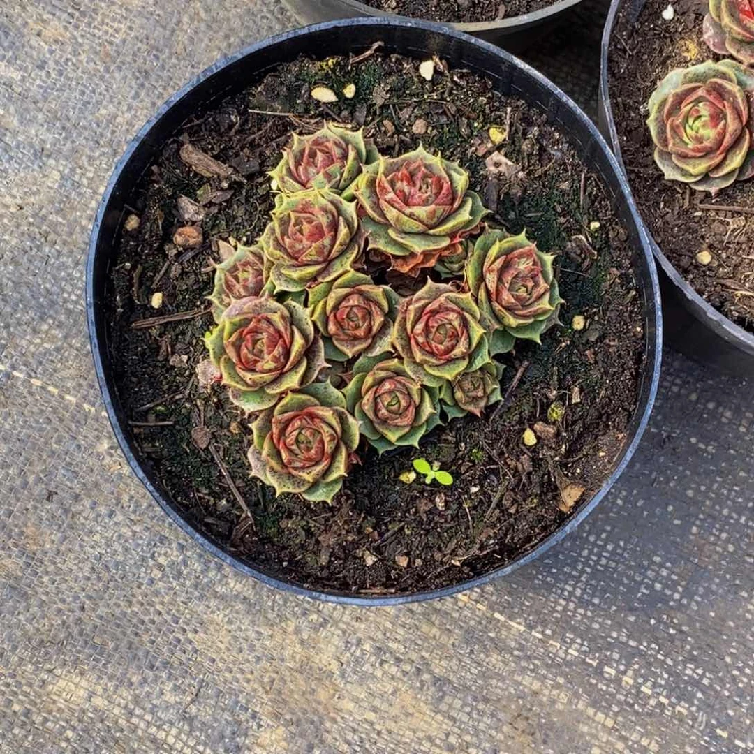 B****悟 48包邮一物一拍多肉植物