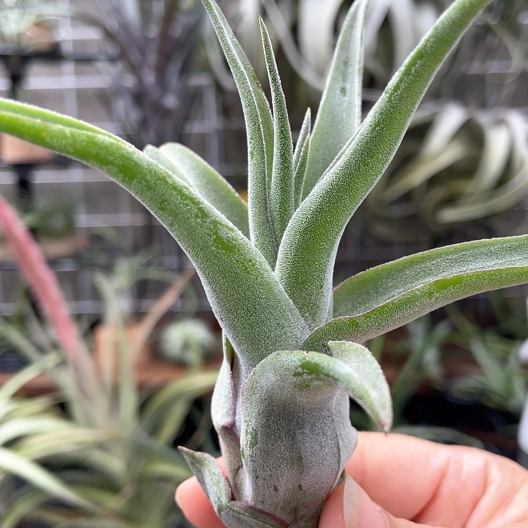 电卷侧芽51号 空气凤梨