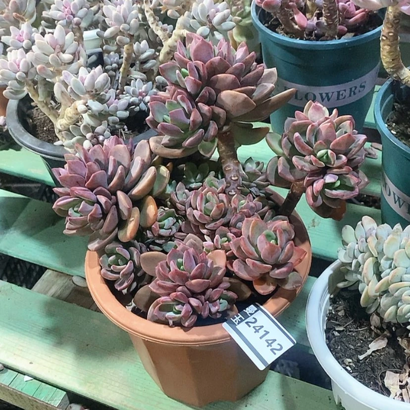 【闪购商品】紫心24142