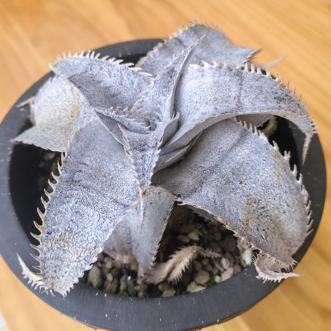 沙漠凤梨硬叶宽叶白粉 凤梨科一物一拍 潮流植物耐旱趣味盆栽
