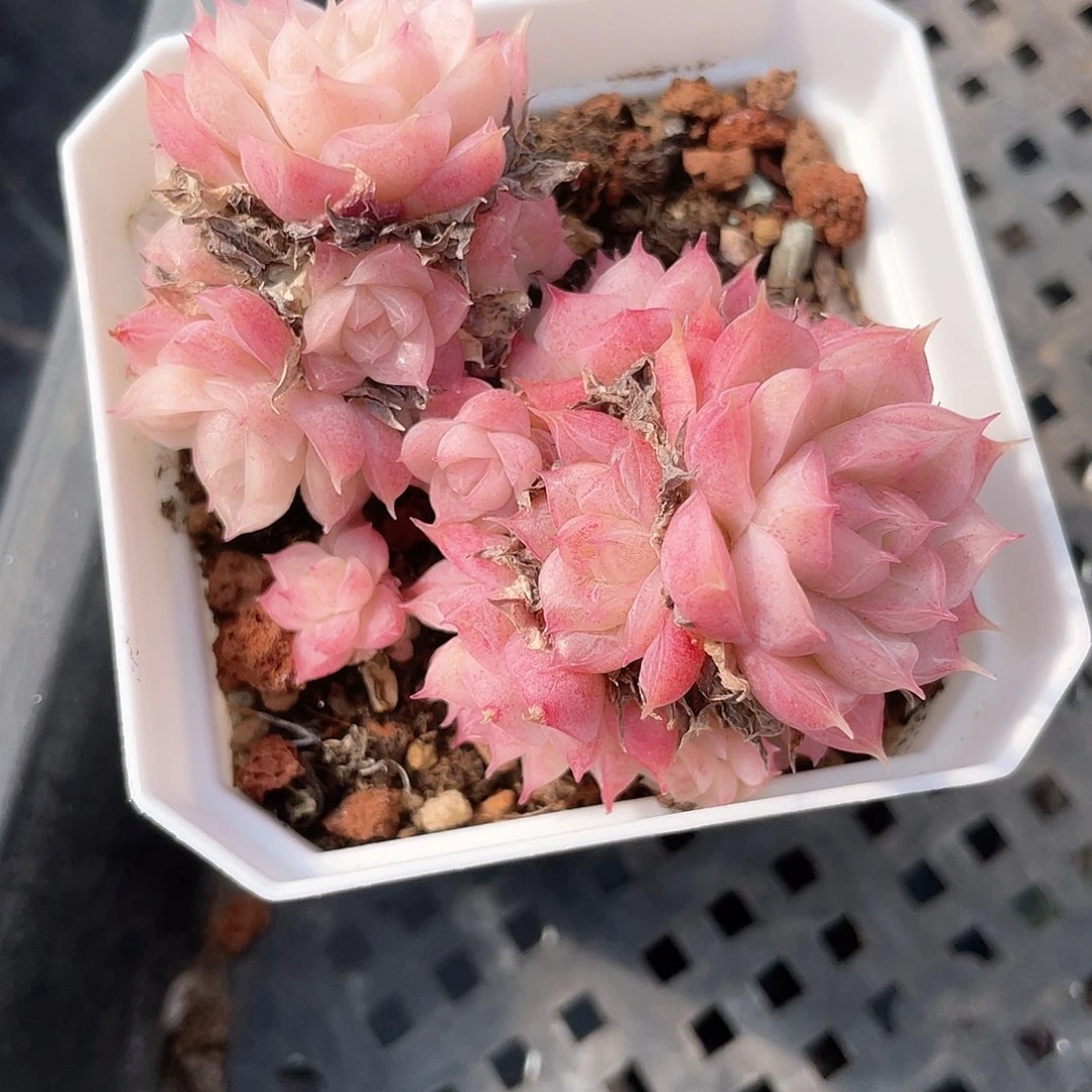 优选女王福利8867