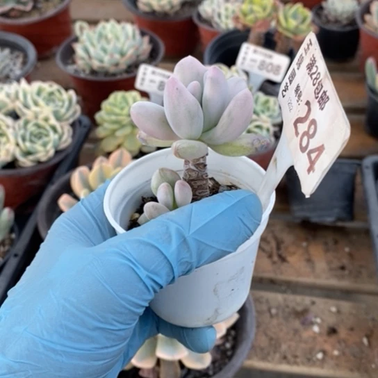 284一一一一一一一一一