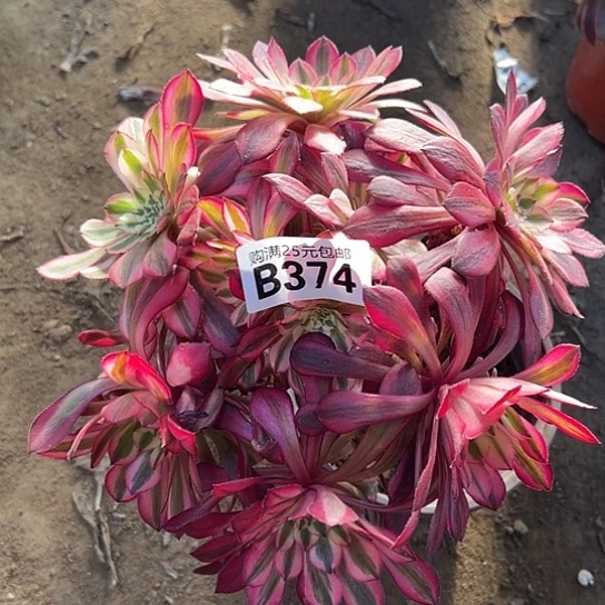 呵****一颗多肉法师植物