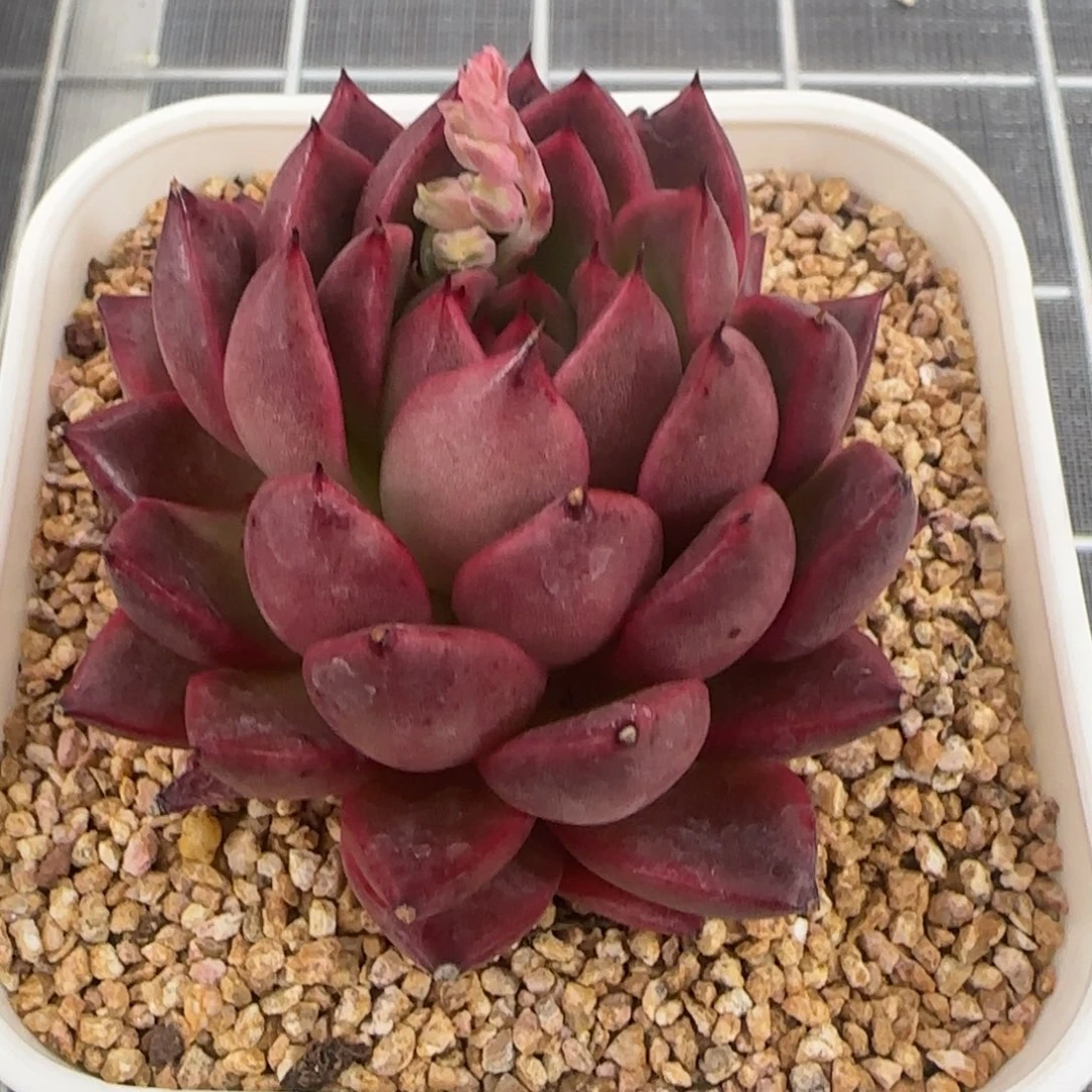 从前慢花园精选多肉粉钻