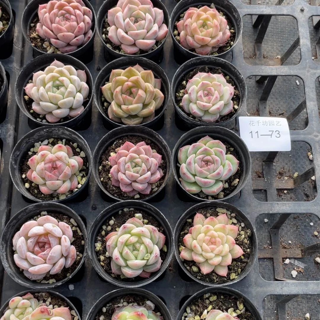 一物一拍18棵11-73