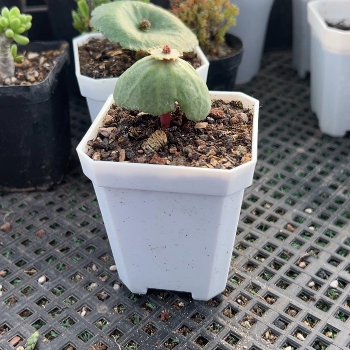 小雨伞592，一物一拍带盆