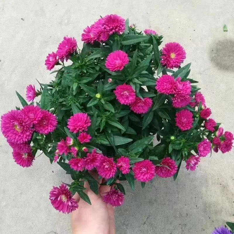 紫菀荷兰菊盆栽翠菊多年生户外花卉耐热耐寒花期长宿根大苗带花苞