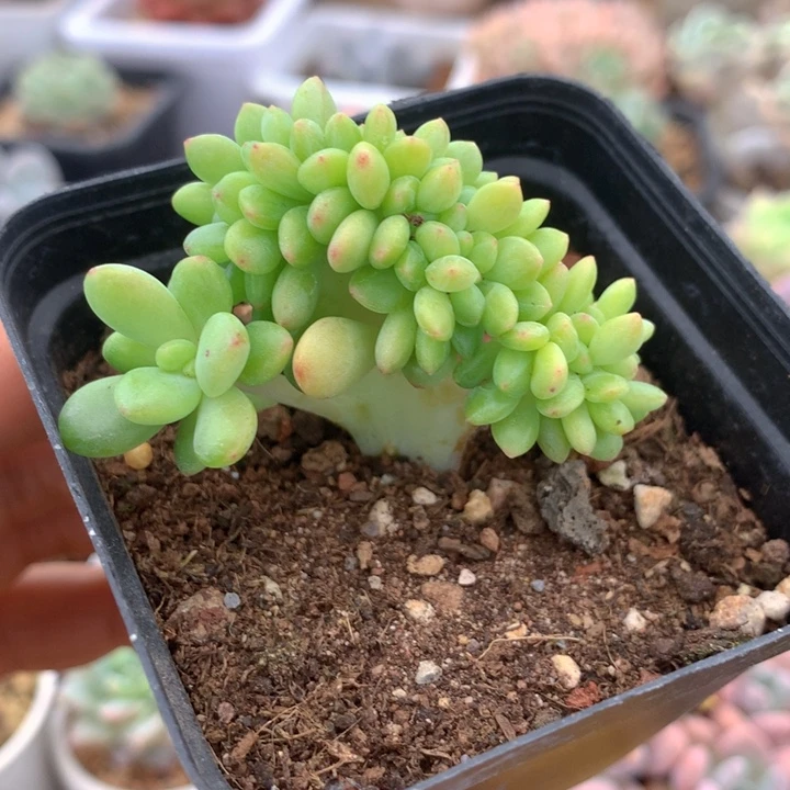 香格里拉缀化一物一拍
