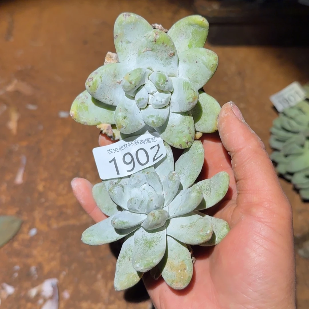 3代杂交博仙女杯多哦肉福利处理瑕疵