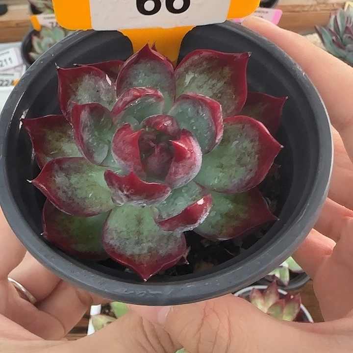 麦***唐66 惊鸿仙子多肉植物