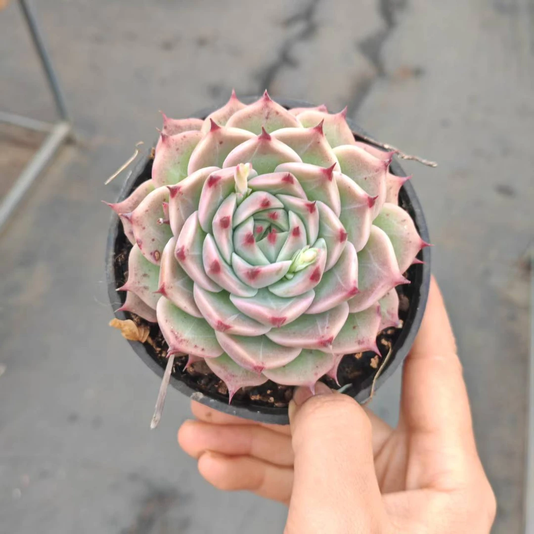 10#芭比公主多肉植物 前男友精品多肉 SM0295①