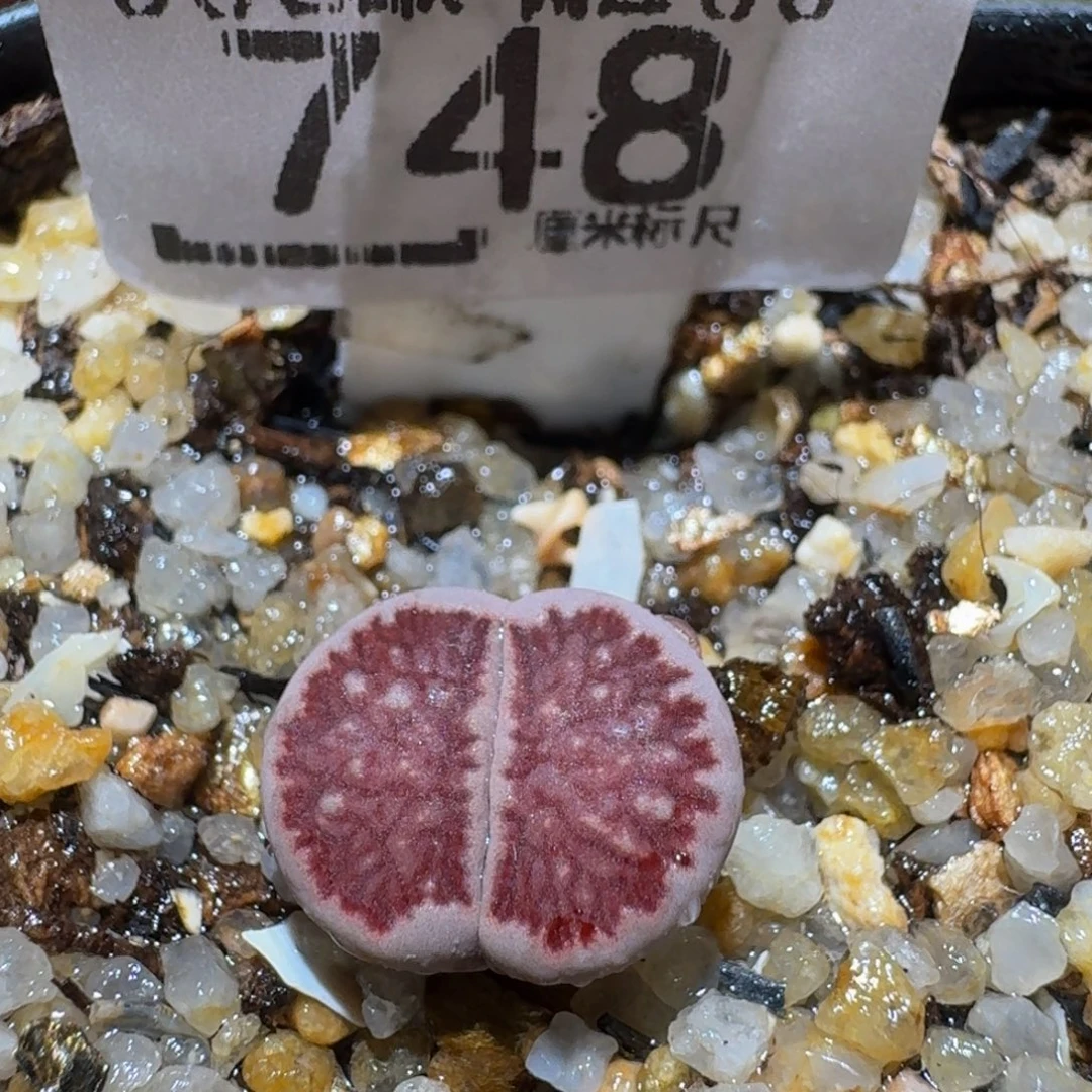 Ssss精品生石花748紫菊