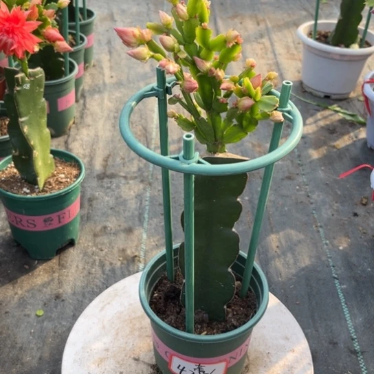 *****028蟹爪兰小苗4286