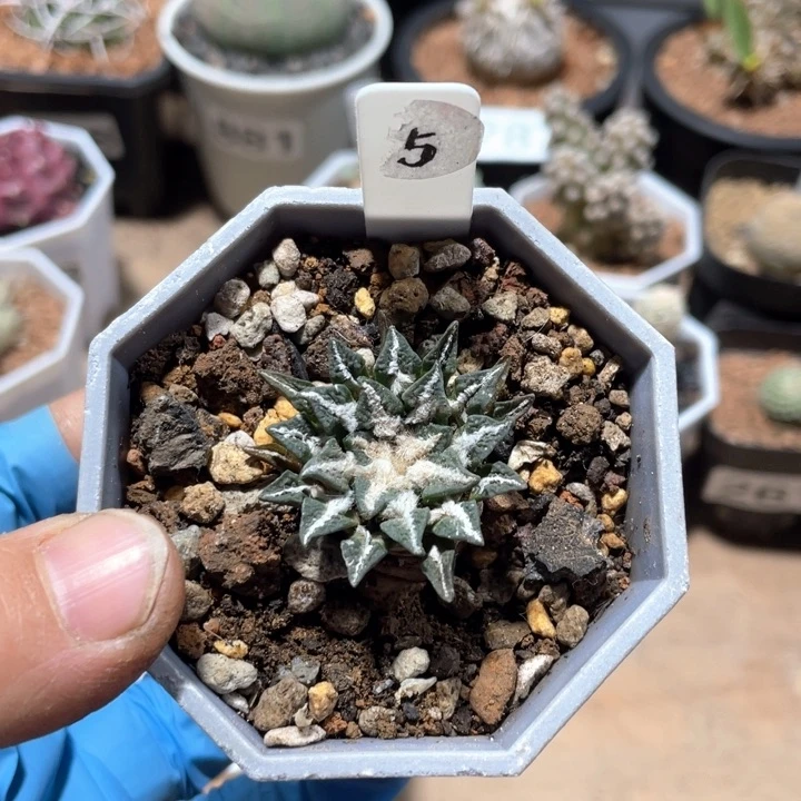 195实生黑牡丹仙人球