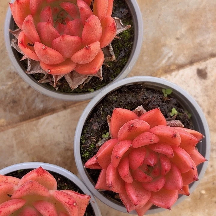 澳洲巴松（拍满18包邮）